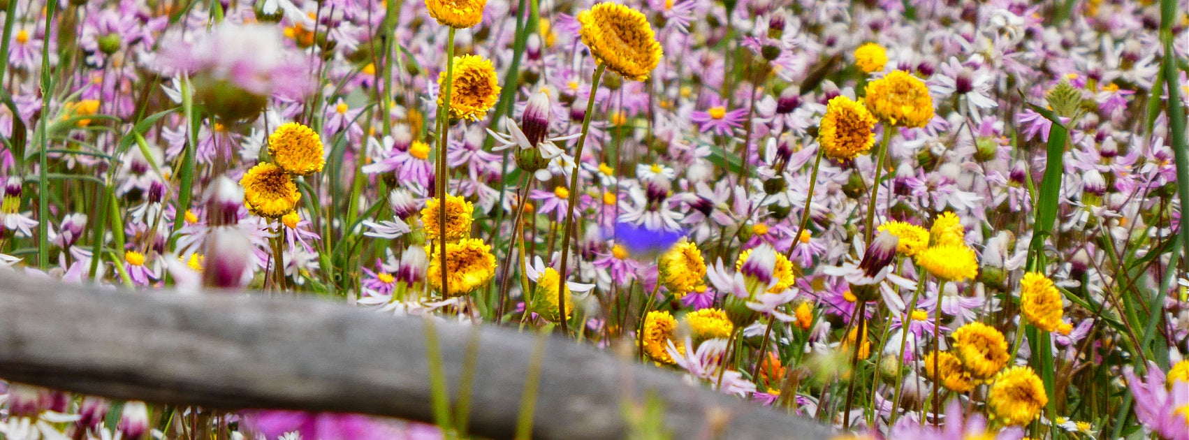 Australia Native Interior Room Linen Mist Hand Craft Sanso Cellular Australia by Sonya