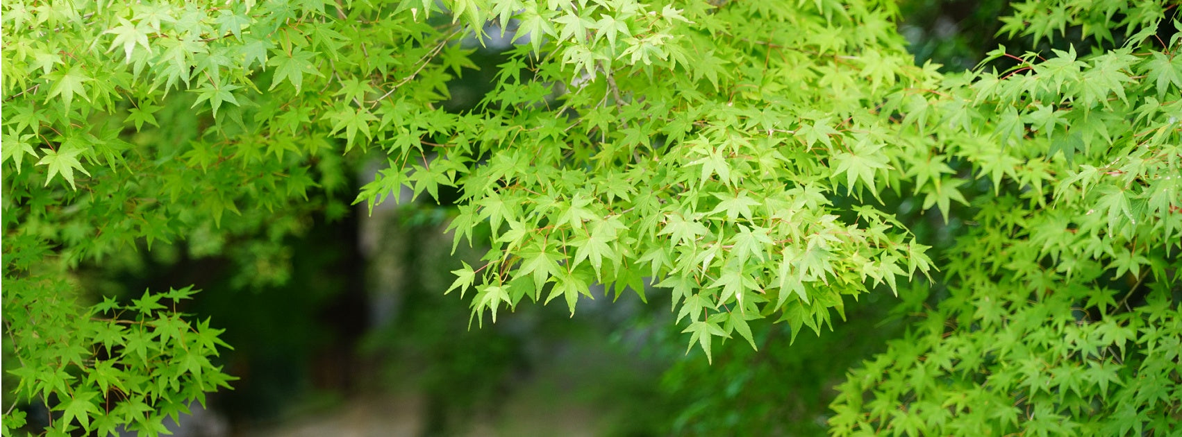 Boutique SPA Collection Reed Diffuser