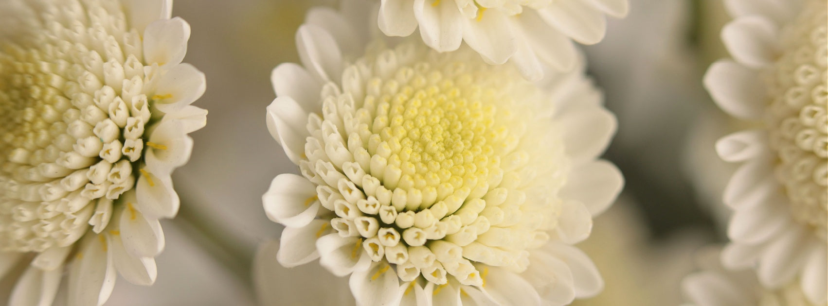 Boutique SPA Interior Room Linen Mist Hand Crafted Sanso Cellular Australia by Sonya