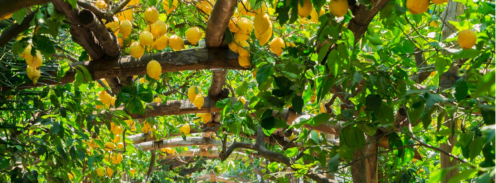 Citrus I Herbal Collection Diffuser Oils