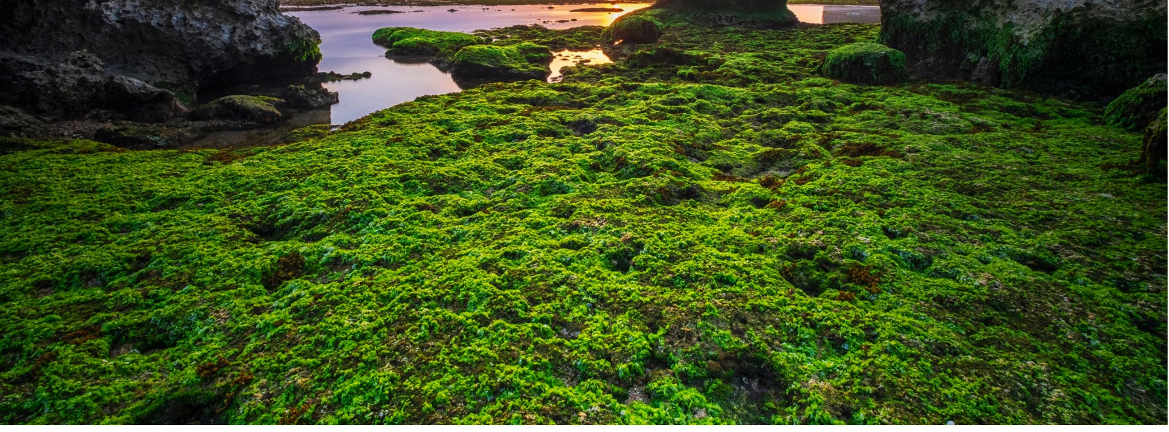 The Sensitive and Dry Skin Organic Botanical Skincare, Handmade Sanso Cellular Australia by Sonya