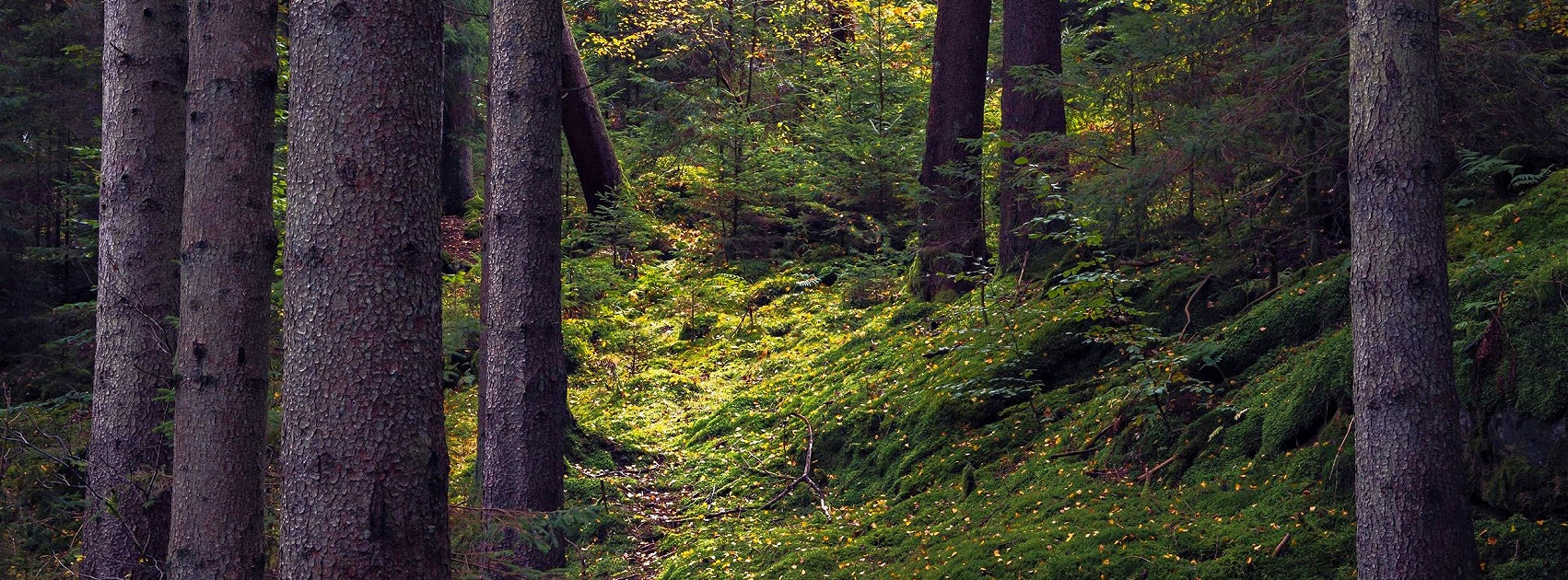 Earth Wood Collection Hanging Diffusers Hand Crafted Sanso Cellular Australia by Sonya