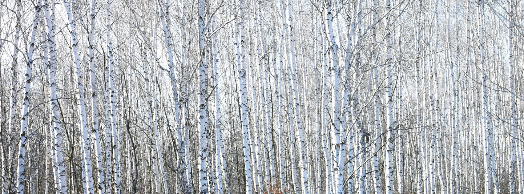 Earth I Wood Collection Reed Diffuser Refill Australia