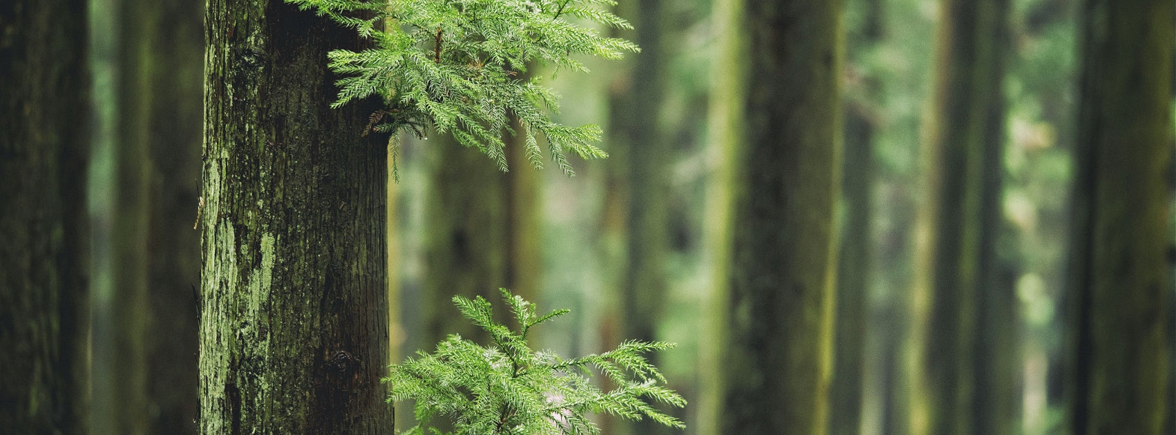 Earth I Wood Collection Pure Soy Melt