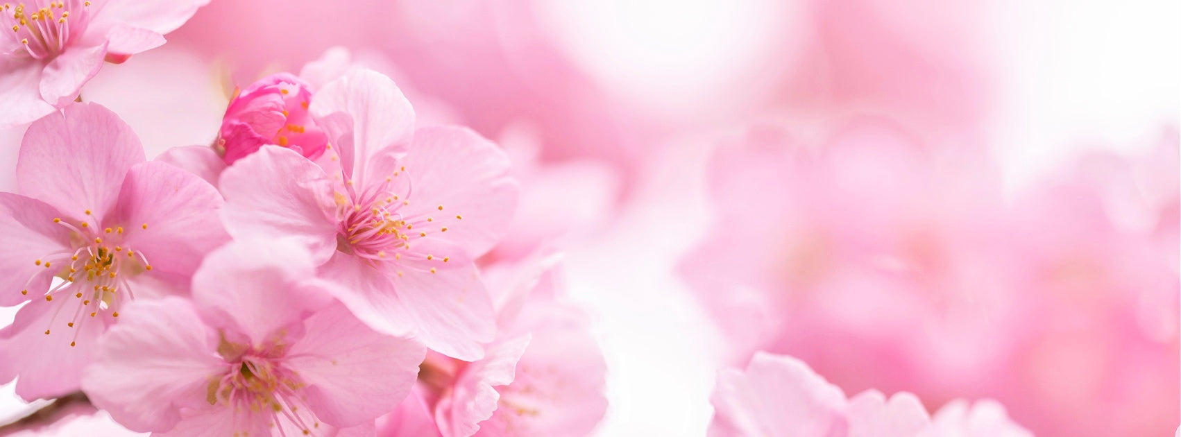 Japanese Hana Cherry Blossom Collection Hand Crafted Sanso Cellular Australia by Sonya