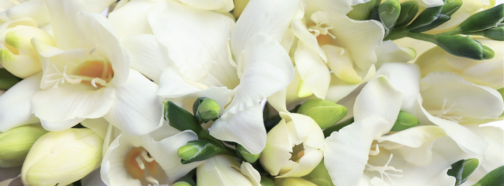 Flower Collection Home Aromas Hand Crafted Sanso Cellular Australia by Sonya