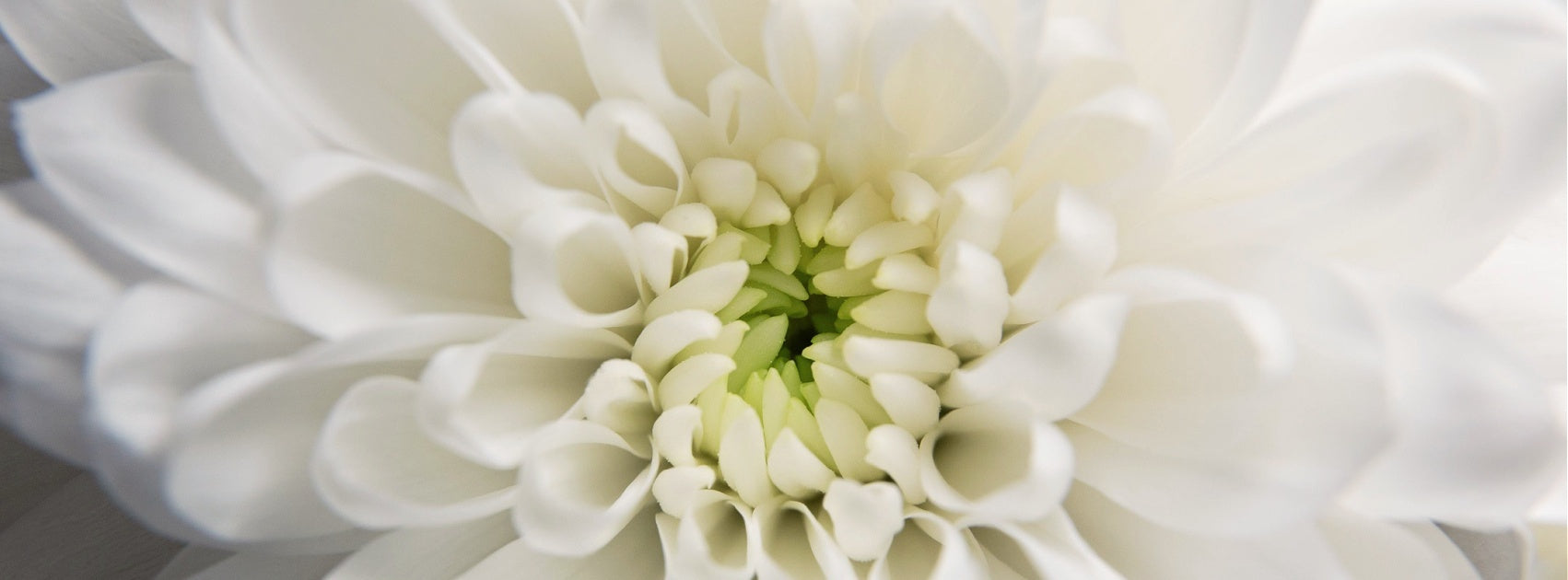 Flower Collection Hanging Diffusers, Hand Crafted Sanso Cellular Australia by Sonya