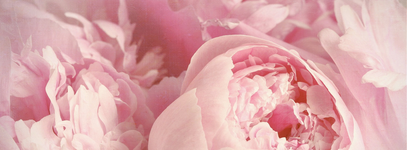 Flower Collection Pure Soy Melt