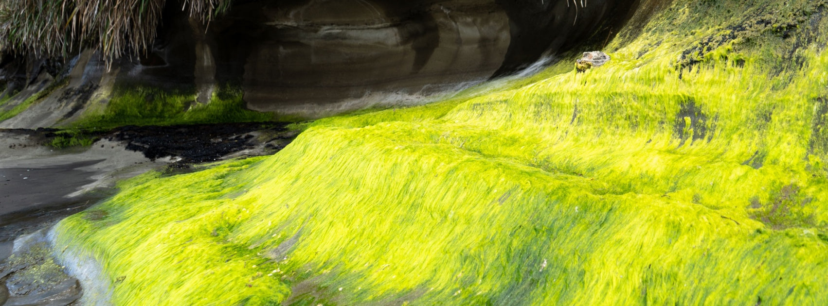 Intensive Stressed Organic Botanical Skincare, Handmade Sanso Cellular Australia by Sonya