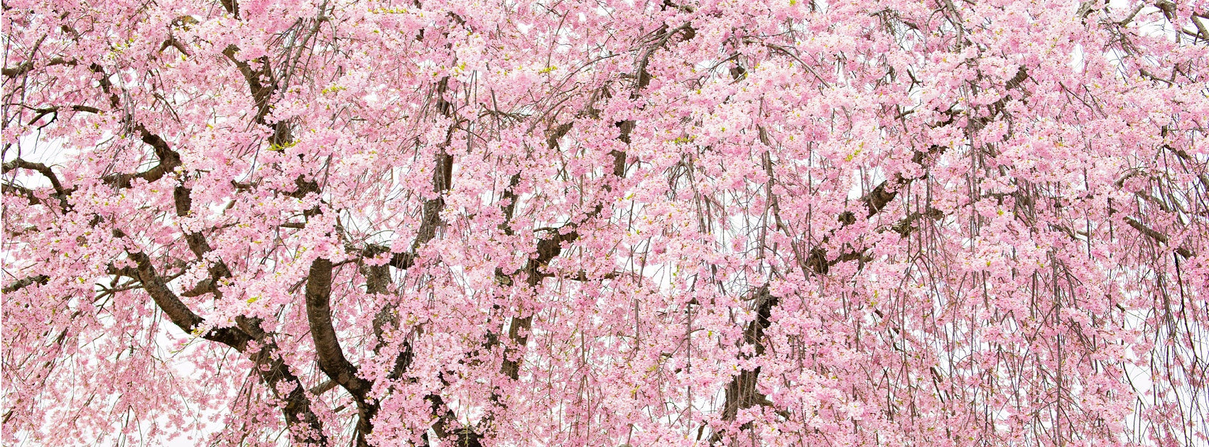 Japanese Hana Sakura Flower Diffuser Oil