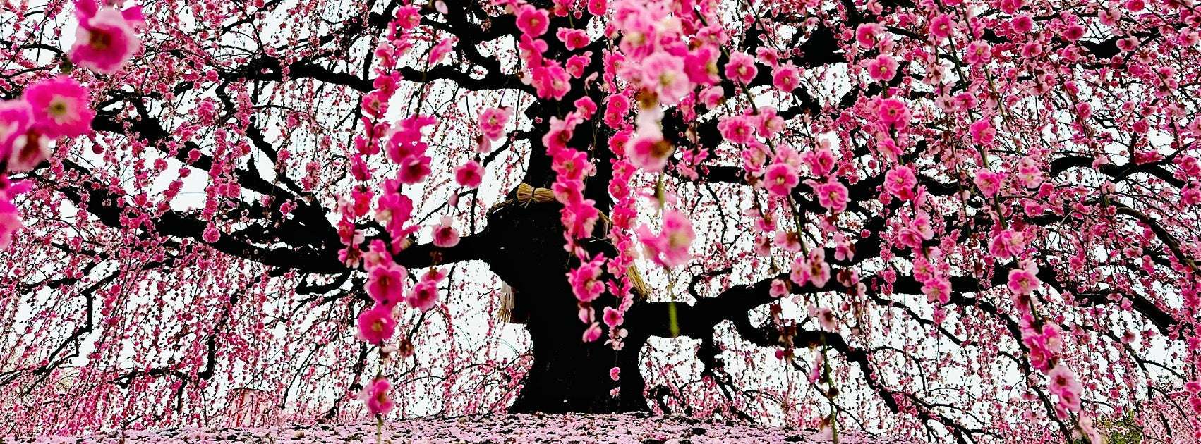 Japanese Hana Sakura Flower Collection Hanging Diffusers, Hand Crafted Sanso Cellular Australia by Sonya