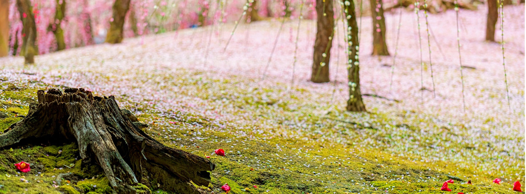 Japanese Hana Sakura Flower Collection Reed Diffuser Refill Australia