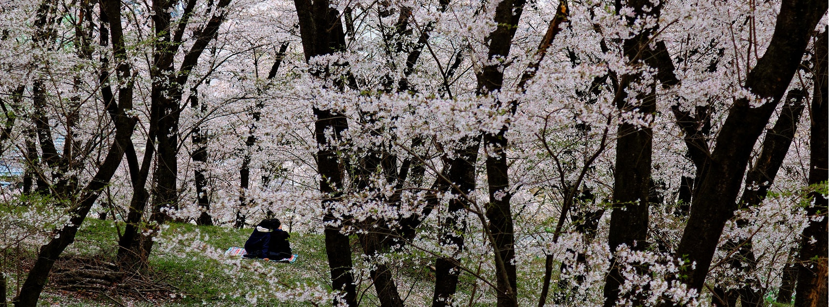 Japanese Hana Sakura Flower Collection Reed Diffuser Australia