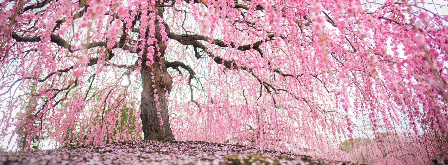 Japanese Hana Sakura Flower Pure Soy Candle