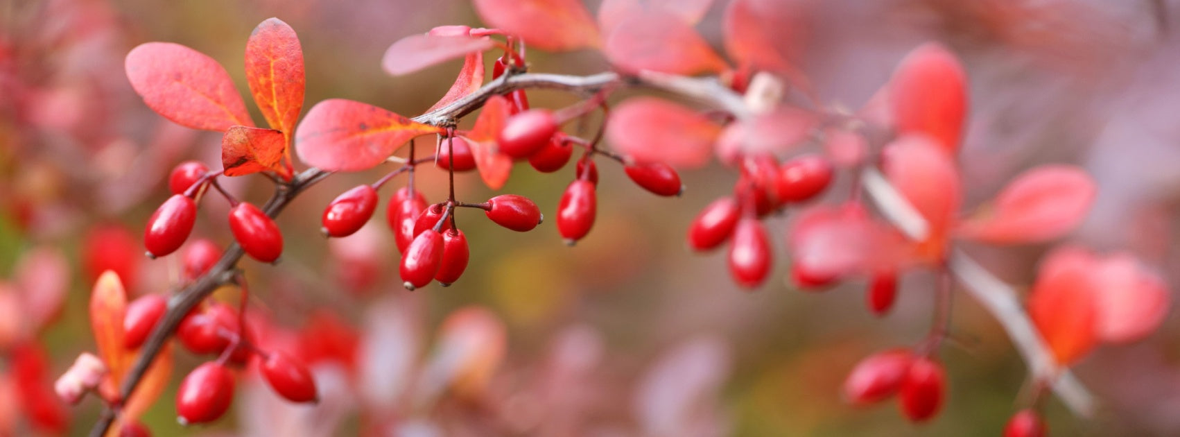 Organic Botanical Face Mask, Handmade Sanso Cellular Australia by Sonya