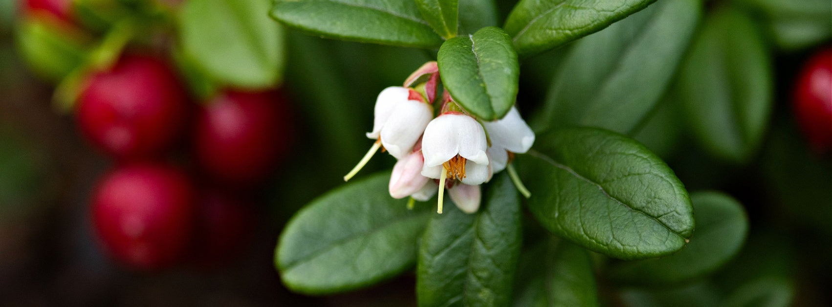 Organic Botanical Lip Balm, Handmade Sanso Cellular Australia by Sonya