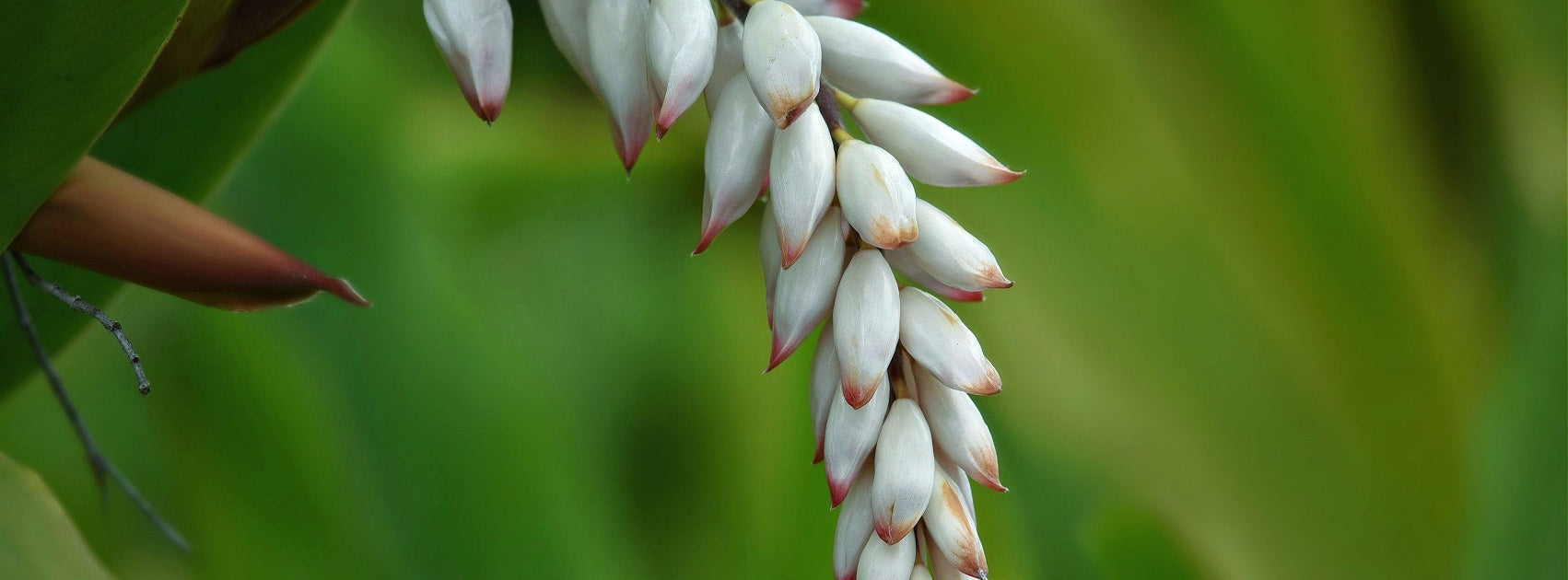 Marrakech I Spice Collection Pure Soy Melt