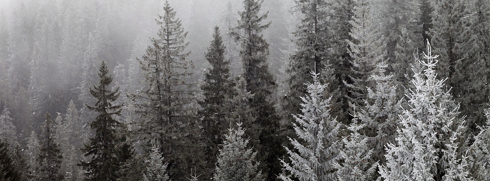 Seasonal I Holidays I Christmas Collection Reed Diffuser Australia