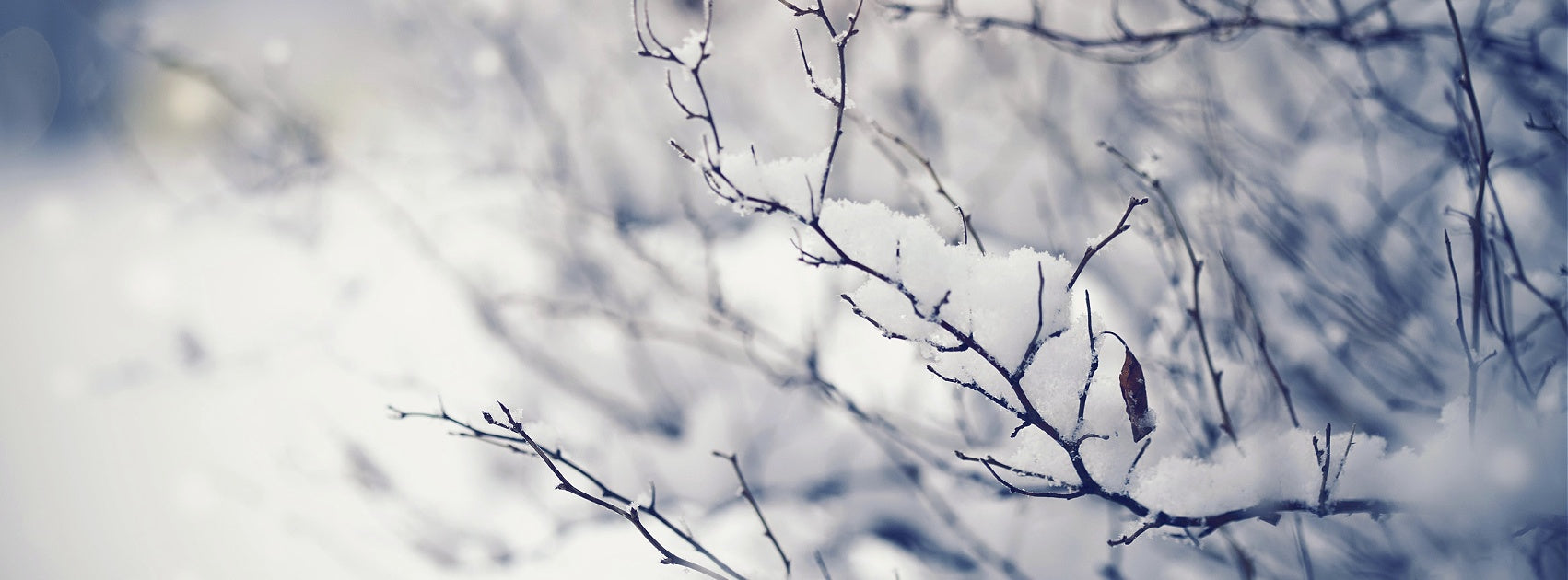 Seasonal Pure Soy Candles and Melts Hand Crafted Sanso Cellular Australia by Sonya