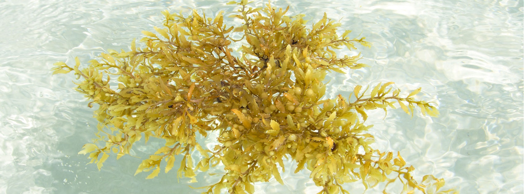 Organic Botanical Treatment Serum Oils, Sanso Cellular Australia by Sonya