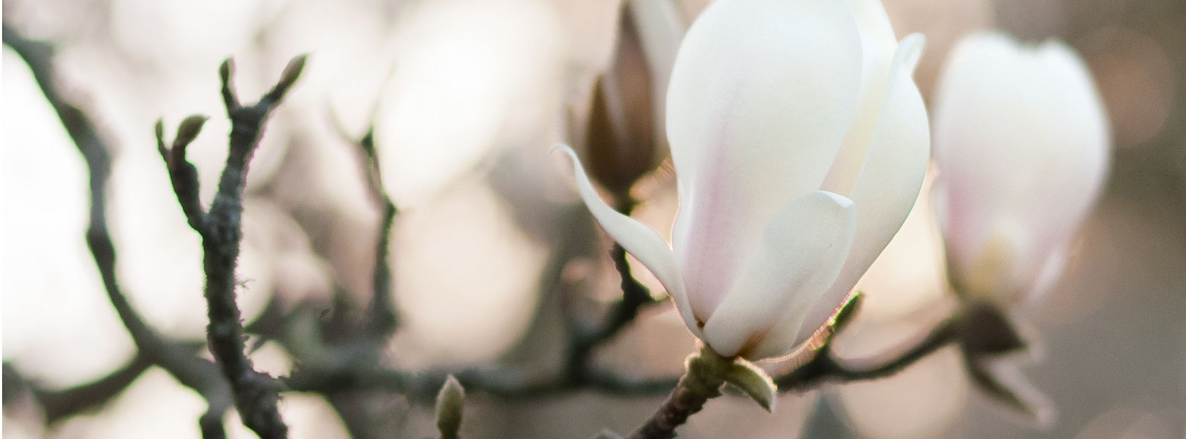 Pure Essential Oils, Sanso Cellular Australia by Sonya