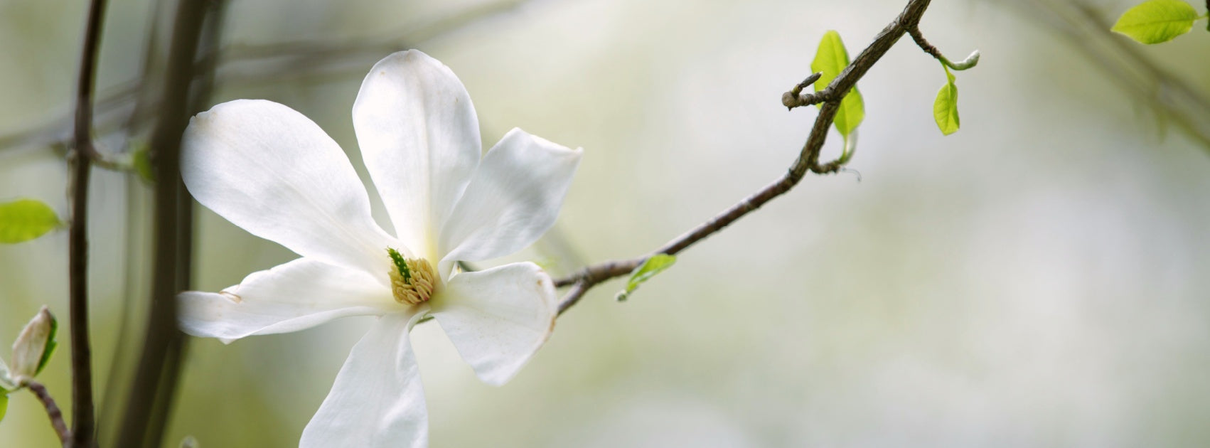 Essential Oil Roll On, Handmade Sanso Cellular Australia by Sonya