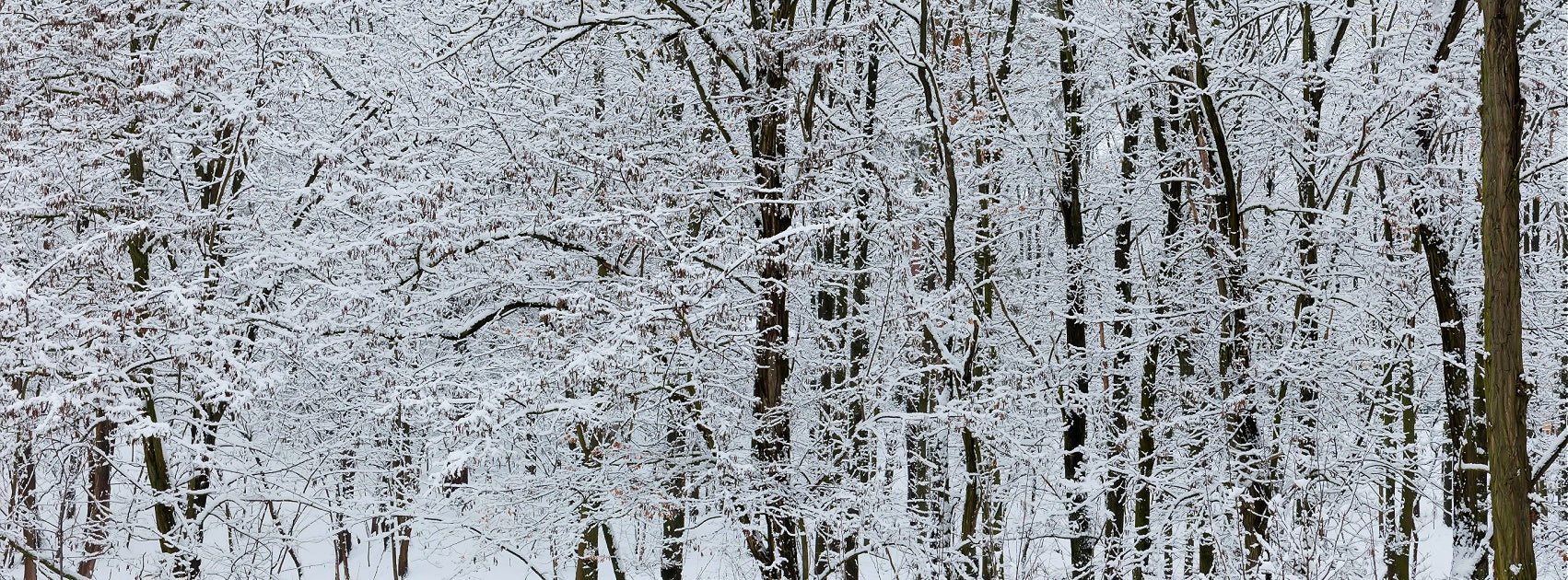 Seasonal Collection Diffuser Oil