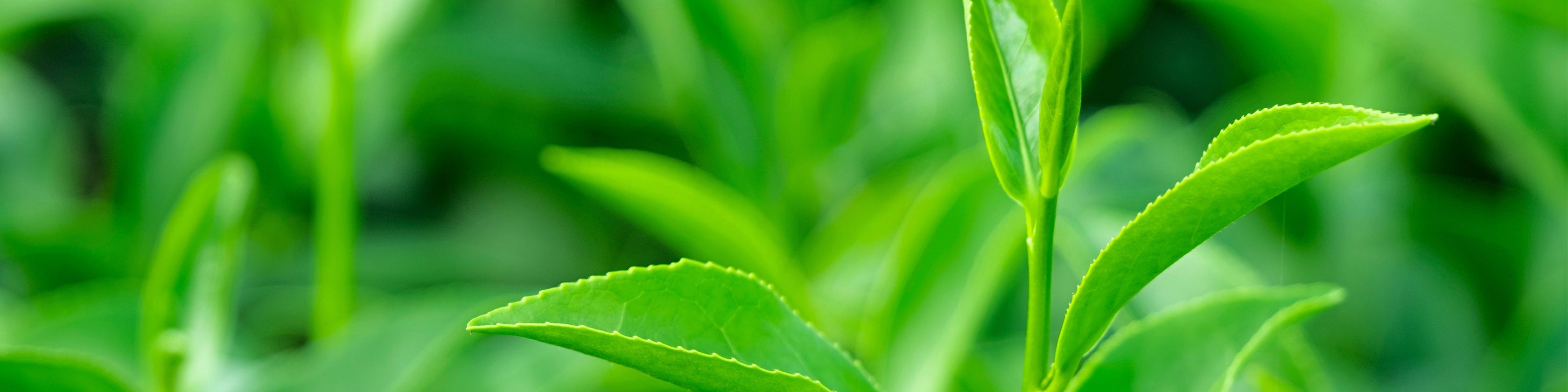 Green Flower Tea