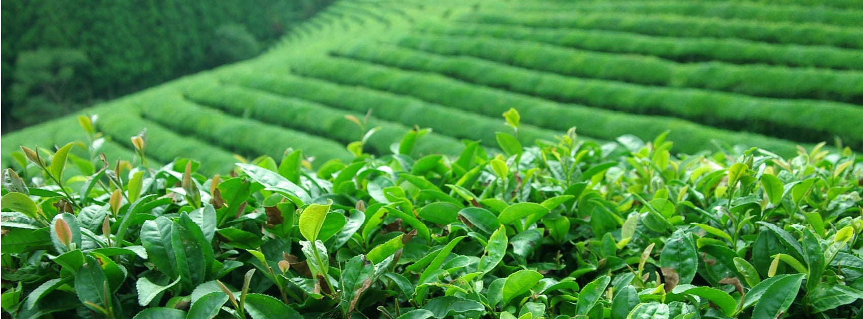 Organic Black I Green I White Tea, Sanso Cellular Australia by Sonya