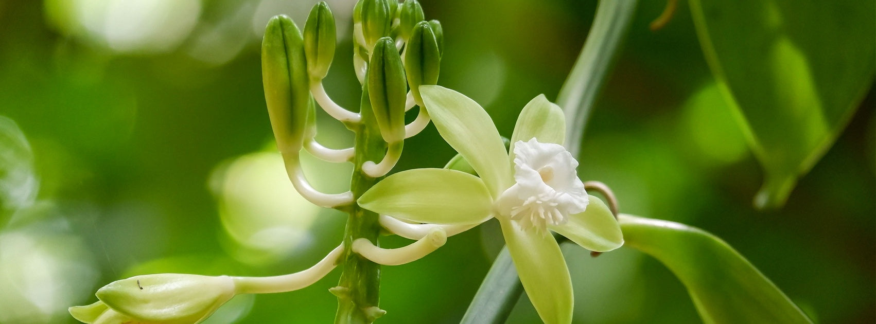 Vanilla Collection Pure Soy Candles and Melts Hand Crafted Sanso Cellular Australia by Sonya