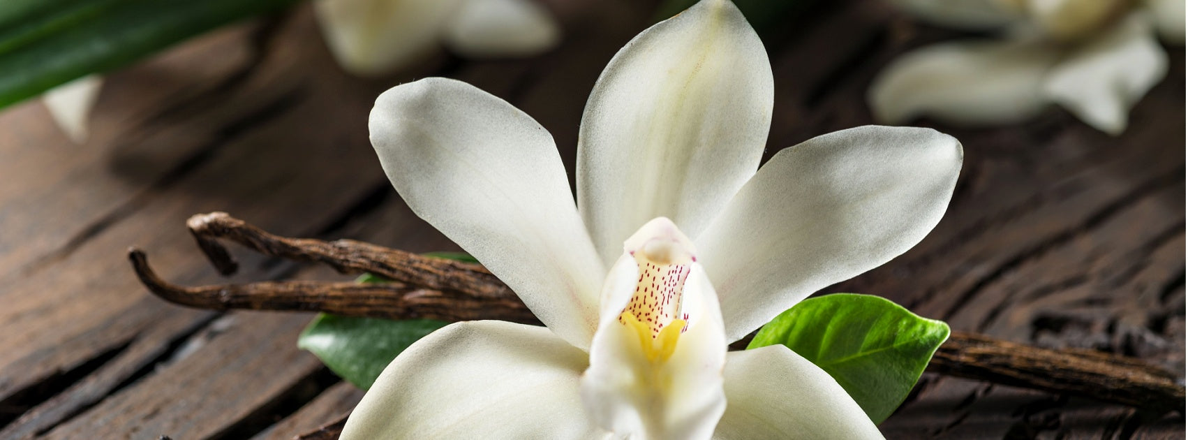 Vanilla Collection Reed Diffuser Australia