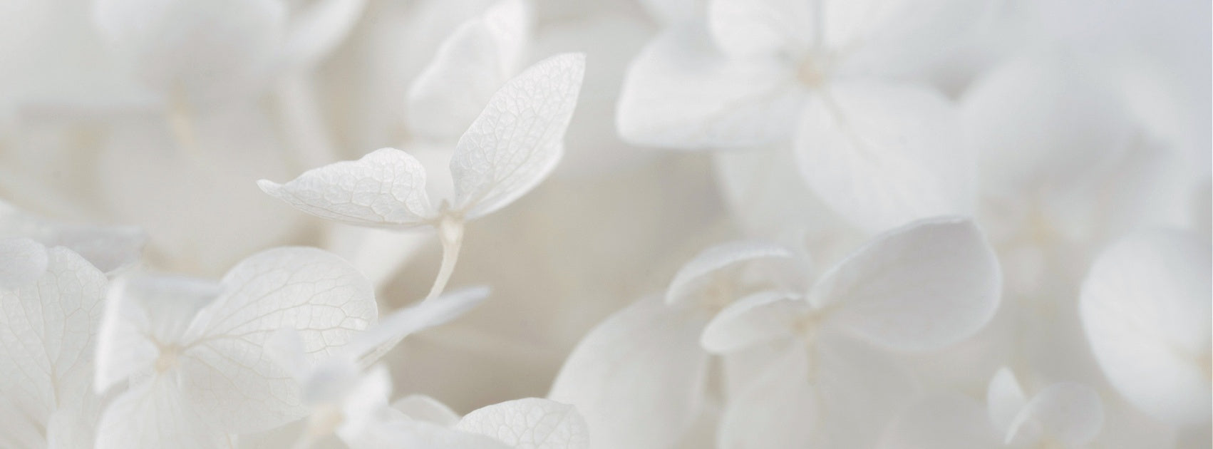 Vanilla Collection Interior Room Linen Mist, Sanso Cellular Australia by Sonya