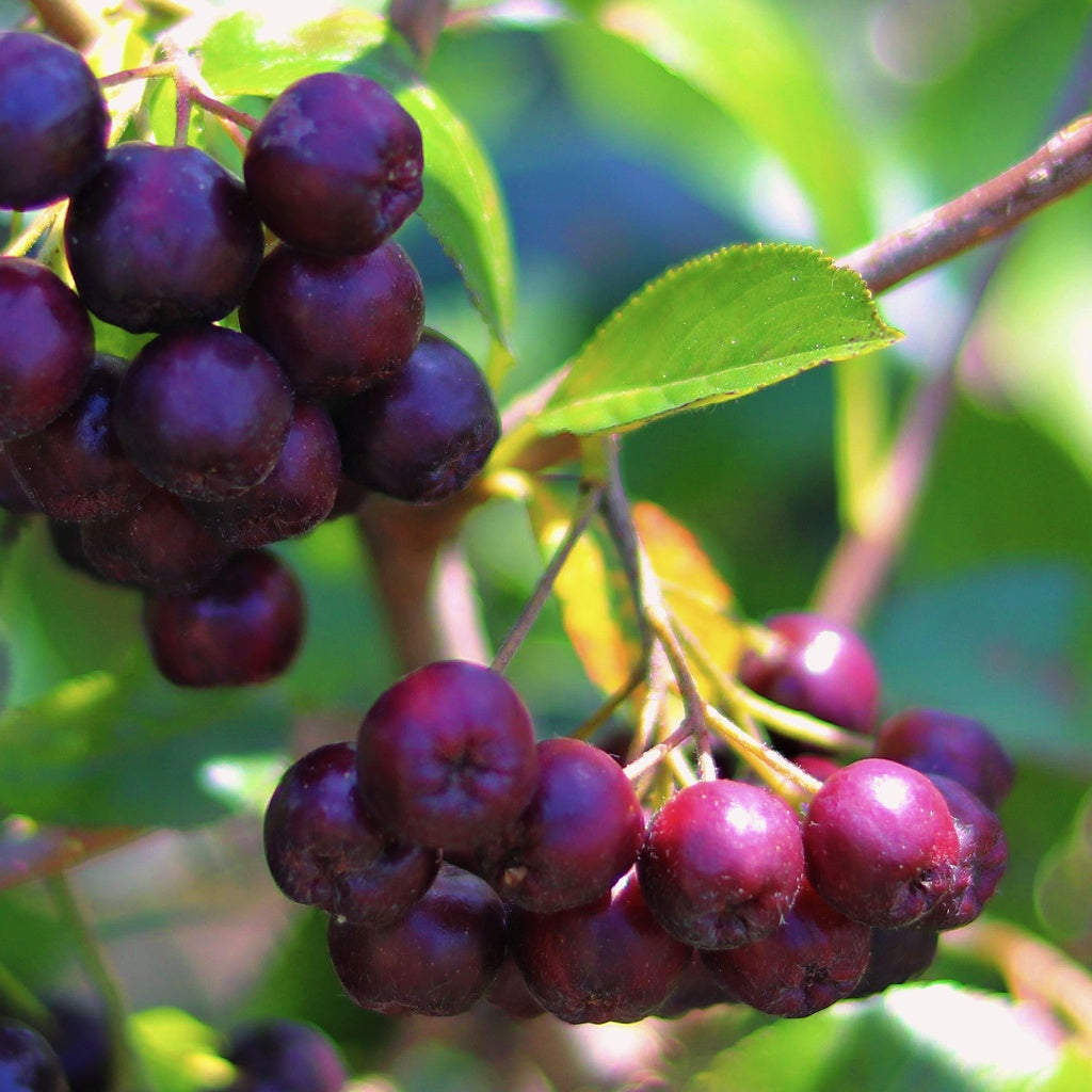 Skin's Natural Ecosystem Serum Oil Essence I Skin Redness