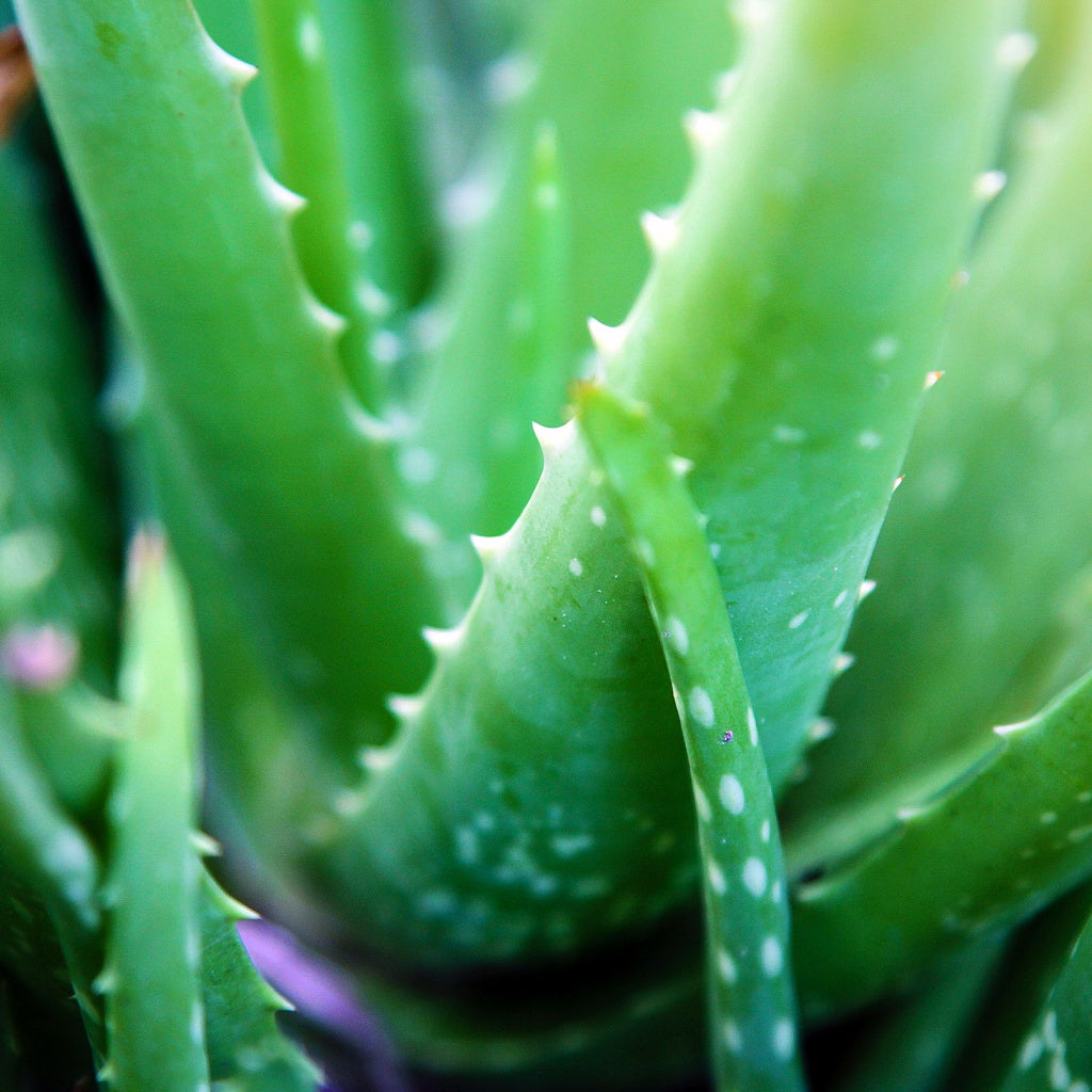 Lake McKenzie Kgari Organic Aloe Vera Castile Body Wash