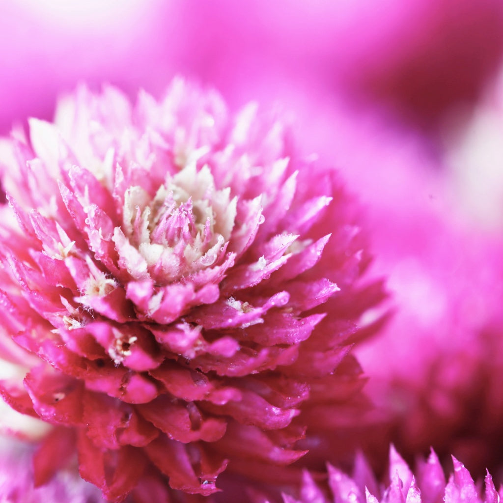 Peppermint and Amaranth Flower Blooming Green Tea Ball