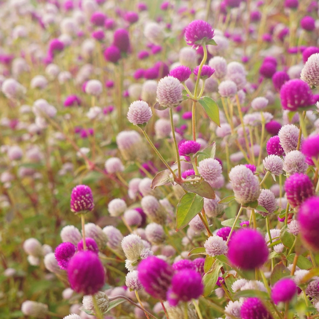 Anxiety Stress Oolong Tea