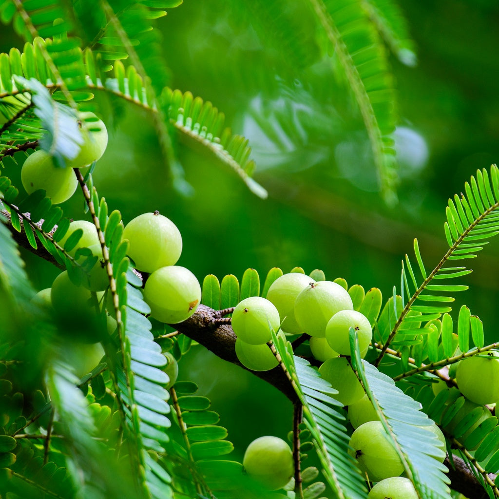 Lymphatic Detox Cleanse Herbal Healing Body Cream