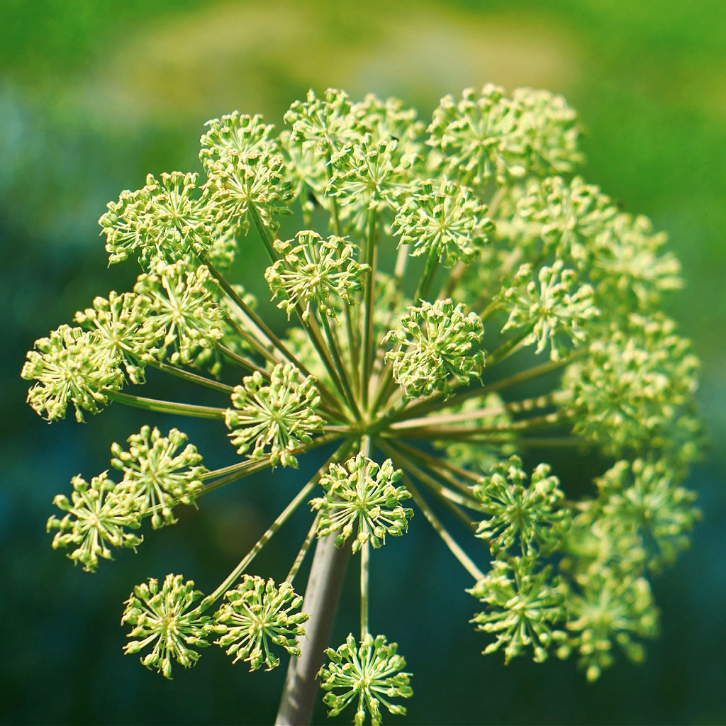 Menopause I PMS Herbal Healing Body Cream