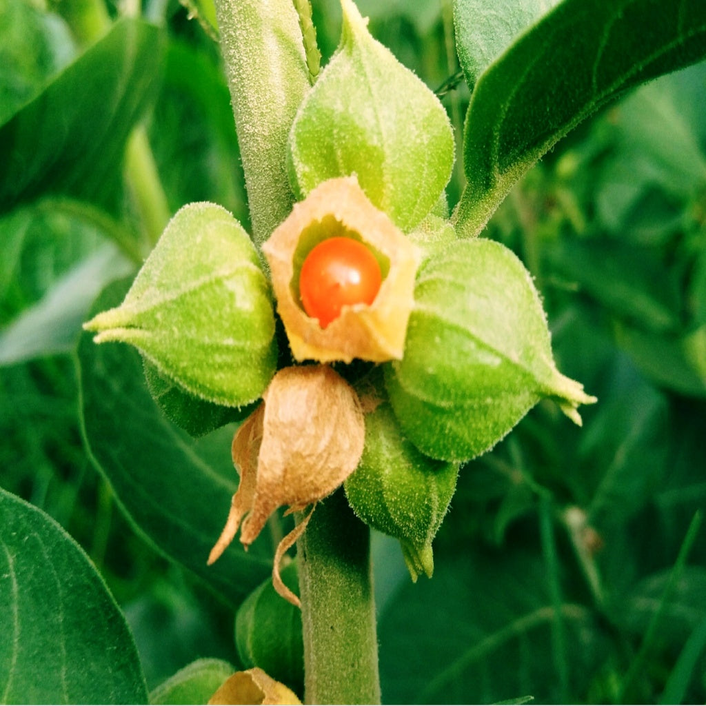 Menopause I PMS Herbal Healing Body Cream