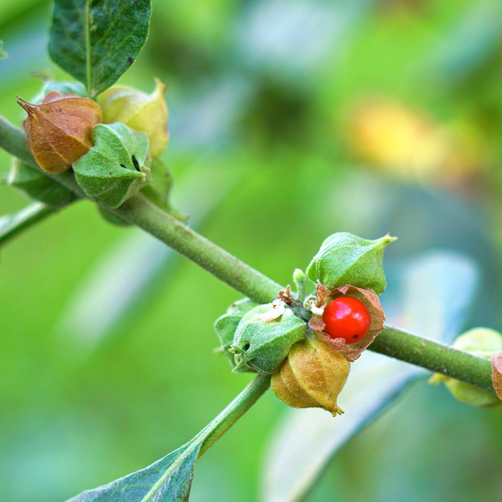 Head Aches I Dizziness Relief Herbal Healing Body Cream