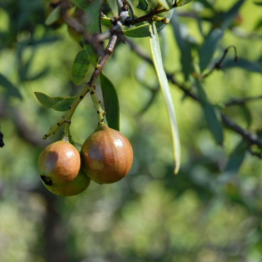 Rose Bay Bondi Botanical Body Cream