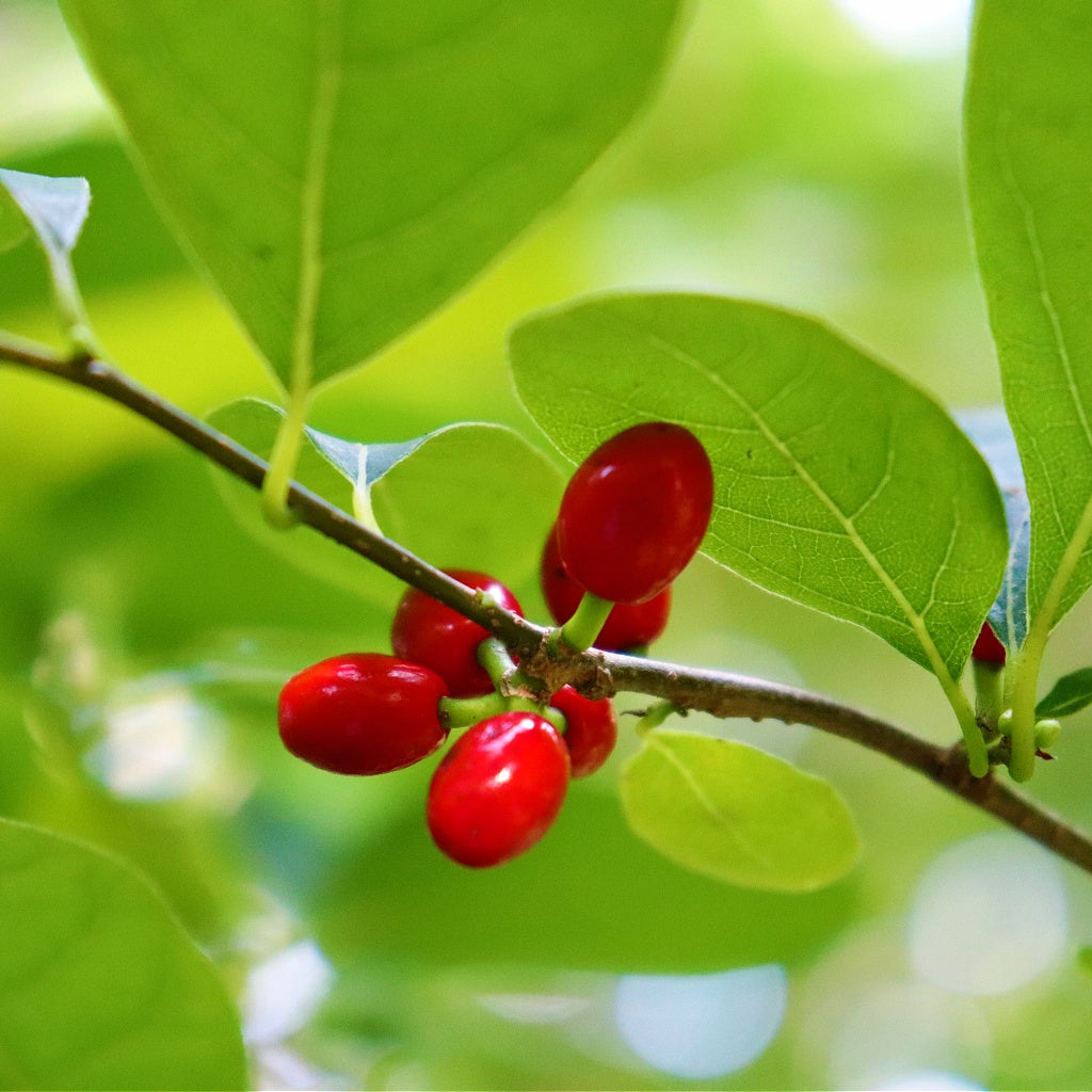 Kidney Fortify Herbal Cellular Oral Tincture