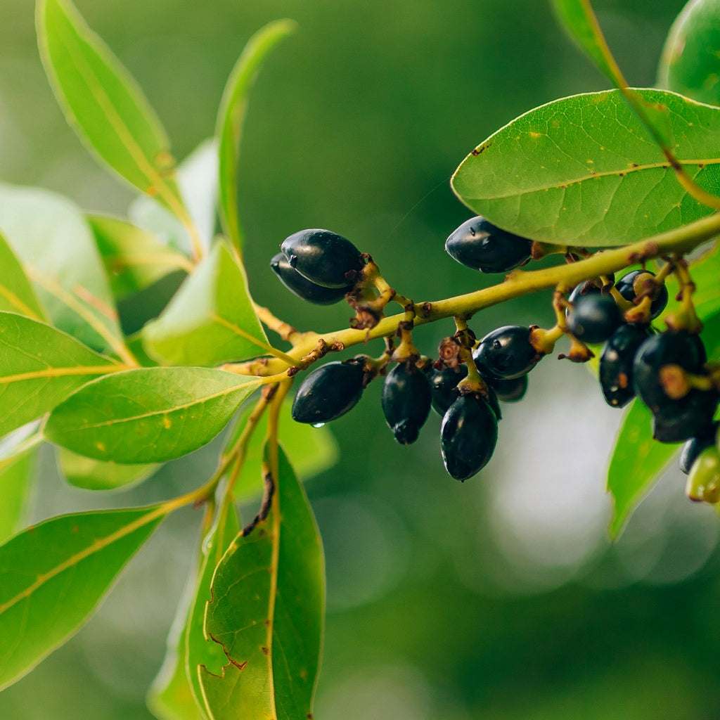 Marrakech Bay Laurel Signature Pure Soy Candle