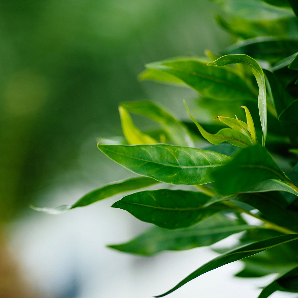 Marrakech Bay Leaf Signature Pure Soy Candle