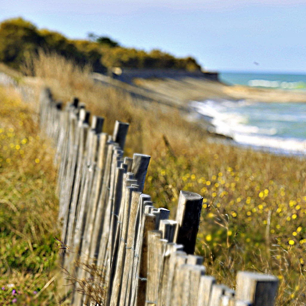 Palm Cove Cairns Australian Signature Diffuser Oil I Beach Getaway