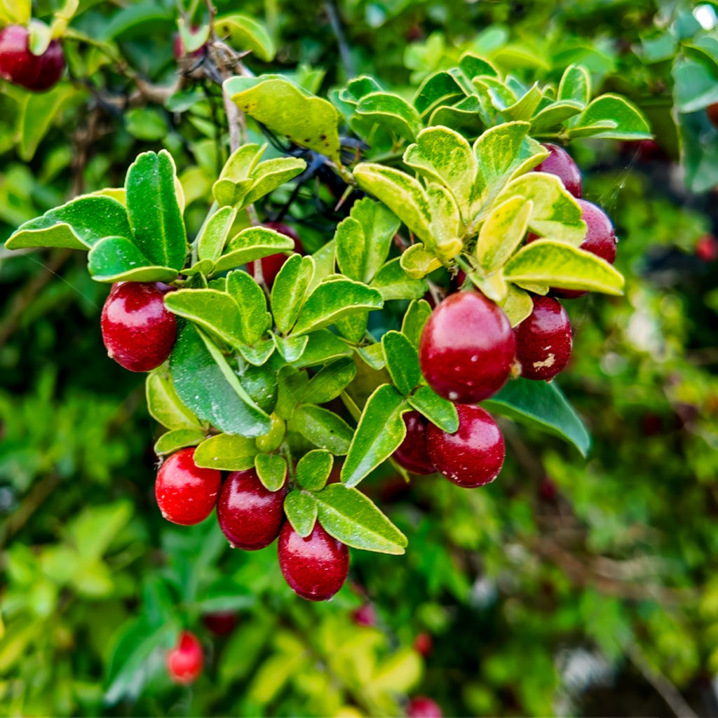 Kidney Fortify Herbal Cellular Oral Tincture