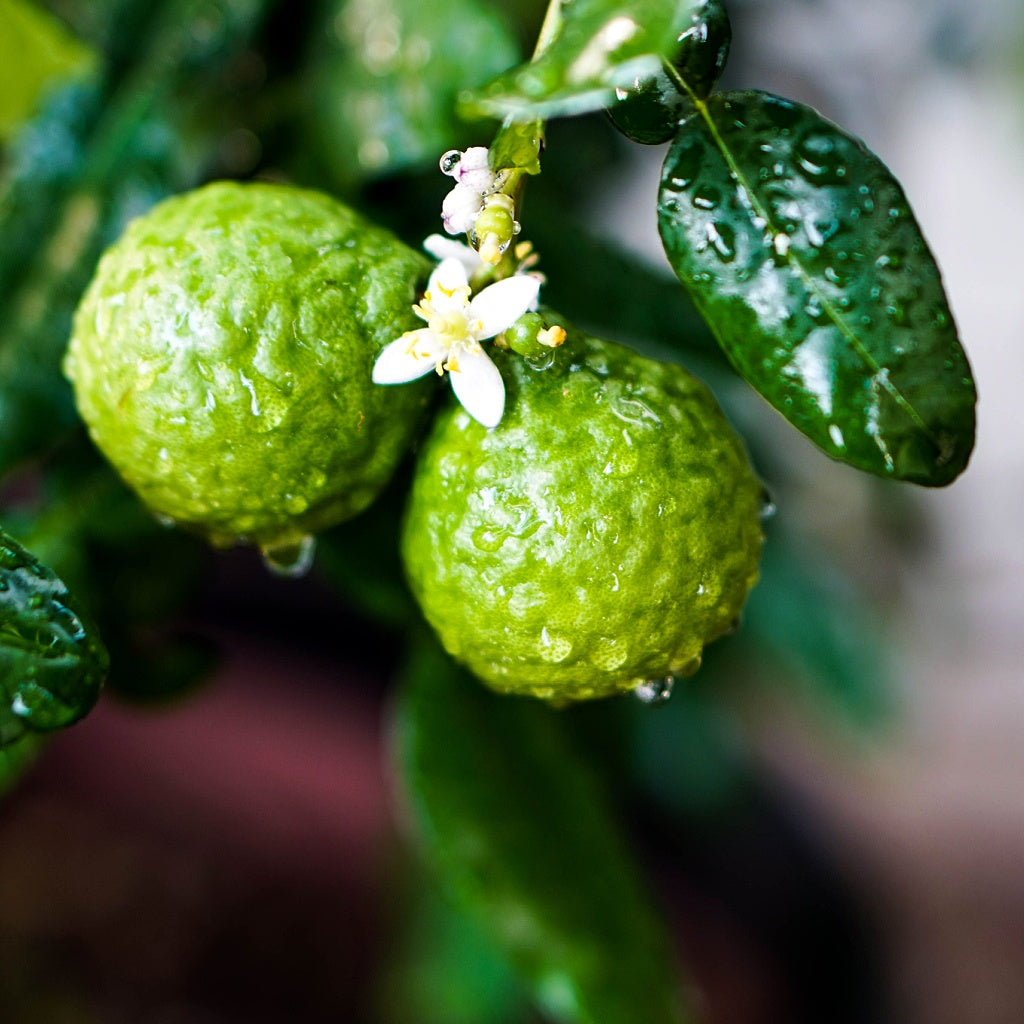 Saint Jean Signature Hanging Diffuser