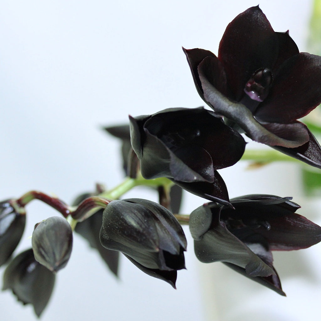 Black Orchid Signature Diffuser Oil