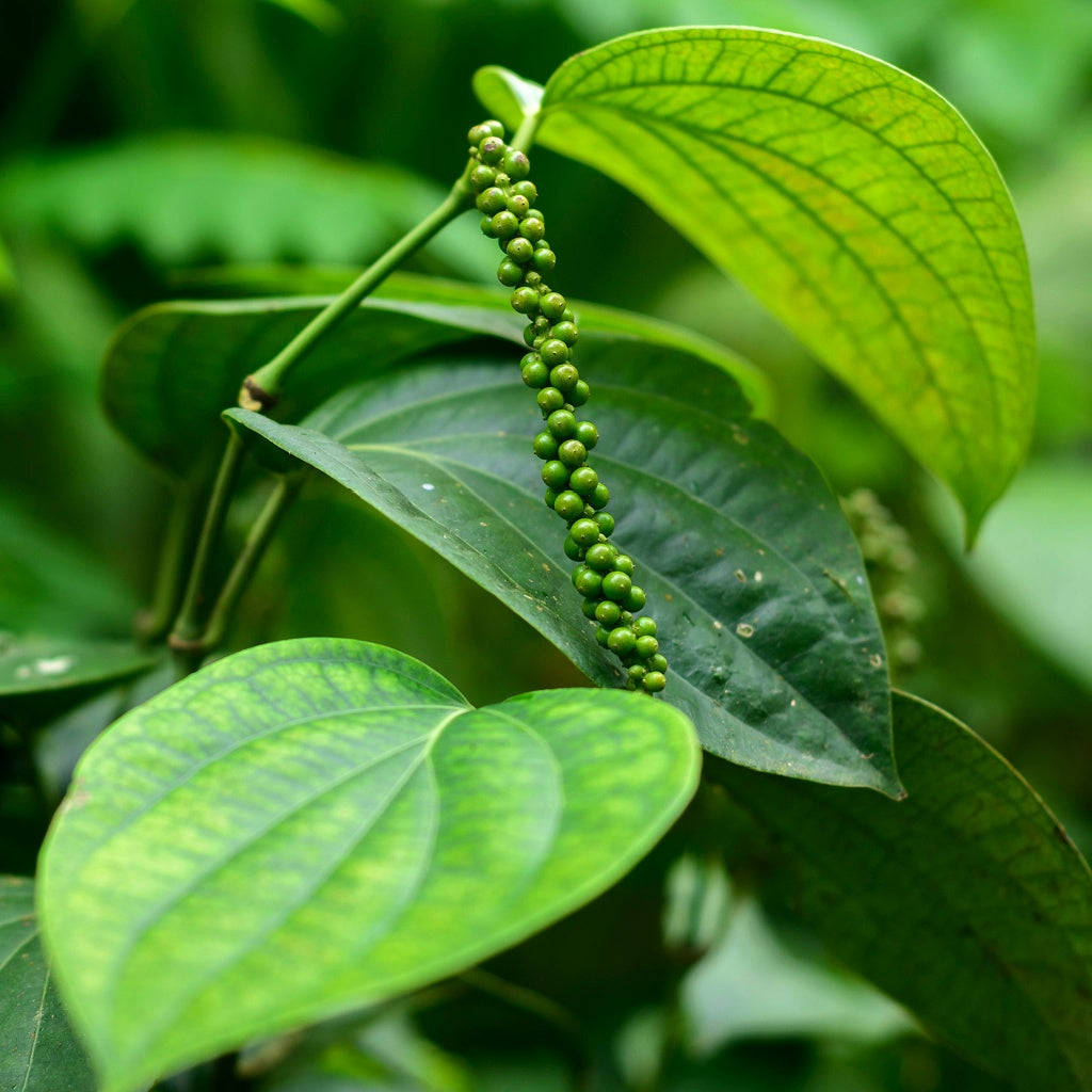 The Red Centre Australian Signature Pure Soy Candle I Outback
