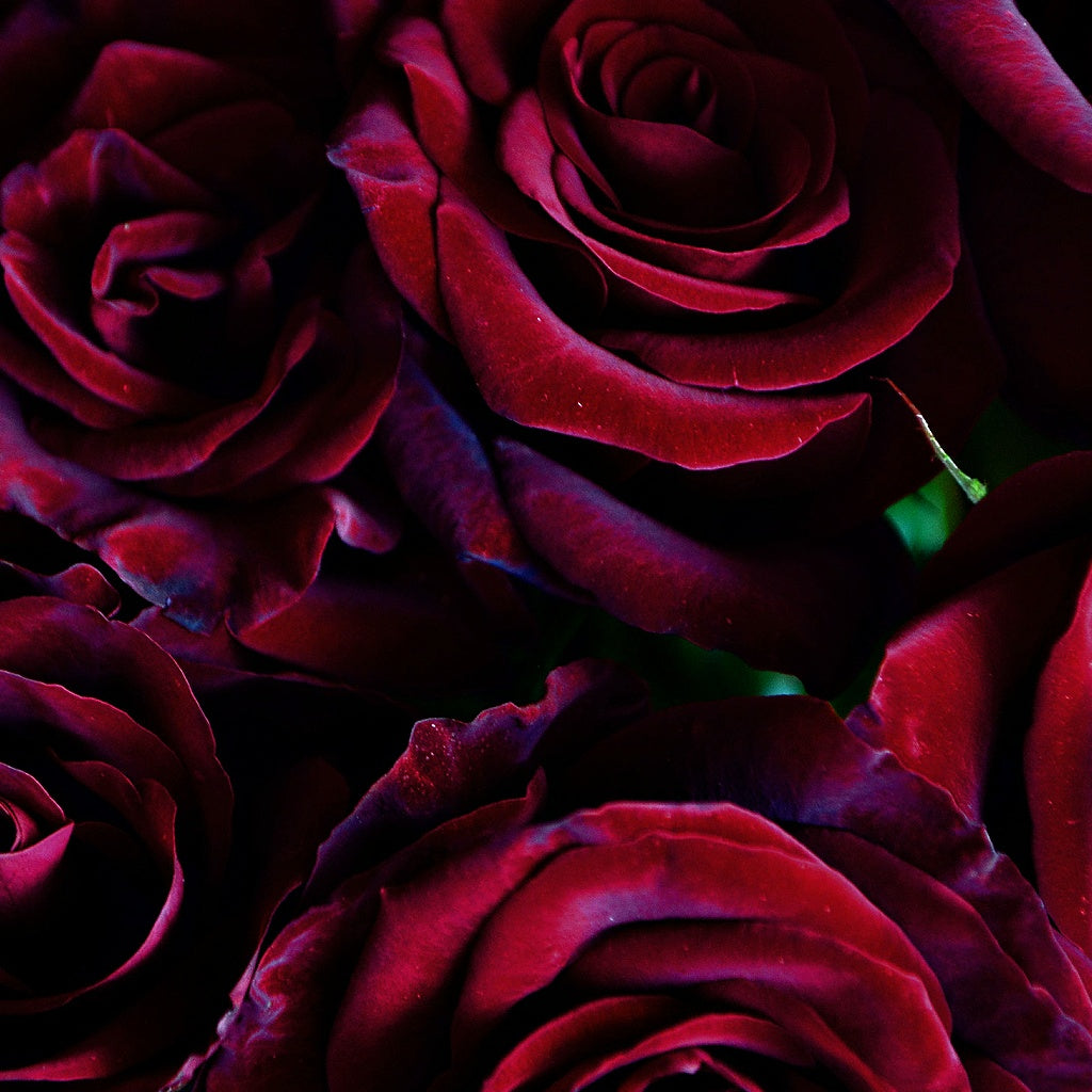 Black Velvet Rose Signature Diffuser Oil